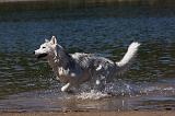 SIBERIAN HUSKY 586